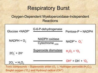 Respiratory Burst Oxygen-Dependent Myeloperoxidase-Independent Reactions Toxic compounds – Superoxide anion (O 2   - ), Hydrogen peroxide (H 2 O 2 ), Singlet oxygen ( 1 O 2 ) and Hydroxyl radical (OH*) Pentose-P + NADPH G-6-P-dehydrogenase Glucose +NADP + NADPH oxidase Cytochrome  b558 NADP + +  O 2 - NADPH + O 2 Superoxide dismutase H 2 O 2  +  1 O 2 2O 2 -  + 2H + 2O 2 -  + H 2 O 2 OH*  + OH -  +  1 O 2 