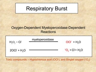 Respiratory Burst Oxygen-Dependent Myeloperoxidase-Dependent Reactions myeloperoxidase OCl -   + H 2 O H 2 O 2  +  Cl - 2OCl -  + H 2 O 1 O 2   +   Cl - + H 2 O Toxic compounds – Hypochlorous acid (OCl - ), and Singlet oxygen ( 1 O 2 ) 