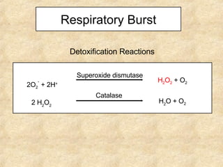 Respiratory Burst Detoxification Reactions H 2 O 2   +   O 2 Superoxide dismutase H 2 O  + O 2 Catalase 2O 2 -  + 2H + 2 H 2 O 2 