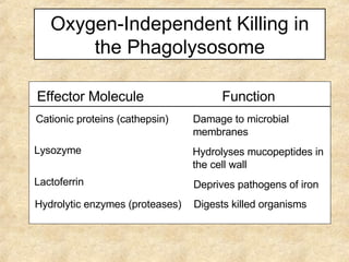 Oxygen-Independent Killing in the Phagolysosome Effector Molecule Function Cationic proteins (cathepsin) Damage to microbial membranes Lysozyme Hydrolyses mucopeptides in the cell wall Lactoferrin Deprives pathogens of iron Hydrolytic enzymes (proteases) Digests killed organisms 