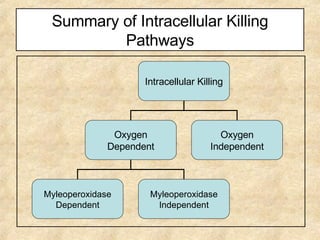Summary of Intracellular Killing Pathways Intracellular Killing Oxygen Dependent Oxygen Independent Myleoperoxidase Dependent Myleoperoxidase Independent 