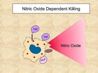 Nitric Oxide Dependent Killing IFN γ  TNF TNF Nitric Oxide Nitric Oxide 
