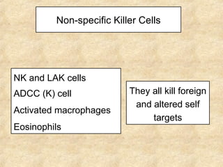Non-specific Killer Cells NK and LAK cells ADCC (K) cell Activated macrophages Eosinophils They all kill foreign and altered self targets 