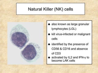 Natural Killer (NK) cells also known as large granular lymphocytes (LGL) kill virus-infected or malignant cells identified by the presence of CD56 & CD16 and absence of CD3 activated by IL2 and IFN- γ  to become LAK cells 