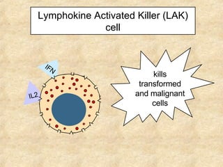 Lymphokine Activated Killer (LAK) cell IL2 IFN IFN IL2 kills malignant cells kills transformed and malignant cells 