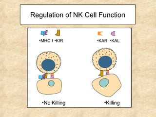 Regulation of NK Cell Function MHC I KIR KAR KAL No Killing Killing 