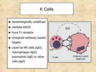K Cells morphologically undefined mediate ADCC have Fc receptor recognize antibody coated targets could be NK cells (IgG), macrophages (IgG), eosinophils (IgE) or other cells (IgG) 