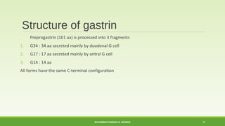 Structure of gastrin 
Preprogastrin (101 aa) is processed into 3 fragments 
1. G34 : 34 aa secreted mainly by duodenal G cell 
2. G17 : 17 aa secreted mainly by antral G cell 
3. G14 : 14 aa 
All forms have the same C-terminal configuration 
MUHAMMAD RAMZAN UL REHMAN 11 
 