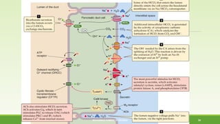 Action of secretin in bile secretion 
MUHAMMAD RAMZAN UL REHMAN 34 
 