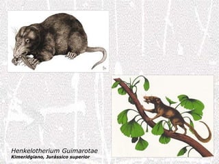 Henkelotherium Guimarotae
Kimeridgiano, Jurássico superior
 