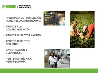 • PROGRAMA DE PROTECCIÓN
AL INGRESO CAFETERO (PIC)
• APOYOS A LA
COMERCIALIZACIÓN
• APOYOS AL SECTOR LÁCTEO
• APOYOS AL SECTOR
PECUARIO
• INVESTIGACIÓN Y
DESARROLLO
• ASISTENCIA TÉCNICA
AGROPECUARIA
 