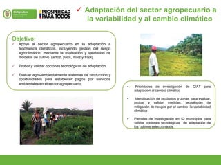  Adaptación del sector agropecuario a
la variabilidad y al cambio climático
Objetivo:
 Apoyo al sector agropecuario en la adaptación a
fenómenos climáticos, incluyendo gestión del riesgo
agroclimático, mediante la evaluación y validación de
modelos de cultivo (arroz, yuca, maíz y fríjol).
 Probar y validar opciones tecnológicas de adaptación.
 Evaluar agro-ambientalmente sistemas de producción y
oportunidades para establecer pagos por servicios
ambientales en el sector agropecuario.
• Prioridades de investigación de CIAT para
adaptación al cambio climático
• Identificación de productos y zonas para evaluar,
probar y validar medidas, tecnologías de
mitigación de riesgos por el cambio la variabilidad
climática
• Parcelas de investigación en 52 municipios para
validar opciones tecnológicas de adaptación de
los cultivos seleccionados.
 