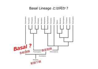 Basal Lineage とは何か？
新翅下綱
真変態類
多新翅類
Basal ?
 