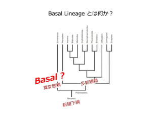 Basal Lineage とは何か？
新翅下綱
多新翅類
真変態類
Basal ?
 