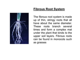 Stringy Root Advances in Rice and Onion | PPTX