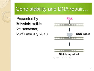 Gene stability and DNA repair… Presented by  Minakshisaikia 2nd semester,  23rdFebruary 2010 1 