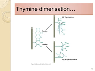 Thymine dimerisation…10