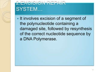 2.EXCISION REPAIR SYSTEM…It involves excision of a segment of the polynucleotide containing a damaged site, followed by resynthesis of the correct nucleotide sequence by a DNA Polymerase.11