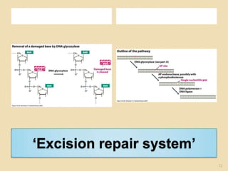‘Excision repair system’12