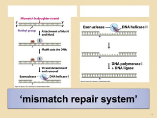 ‘mismatch repair system’15