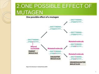 2.ONE POSSIBLE EFFECT OF MUTAGEN5