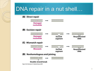DNA repair in a nut shell…8