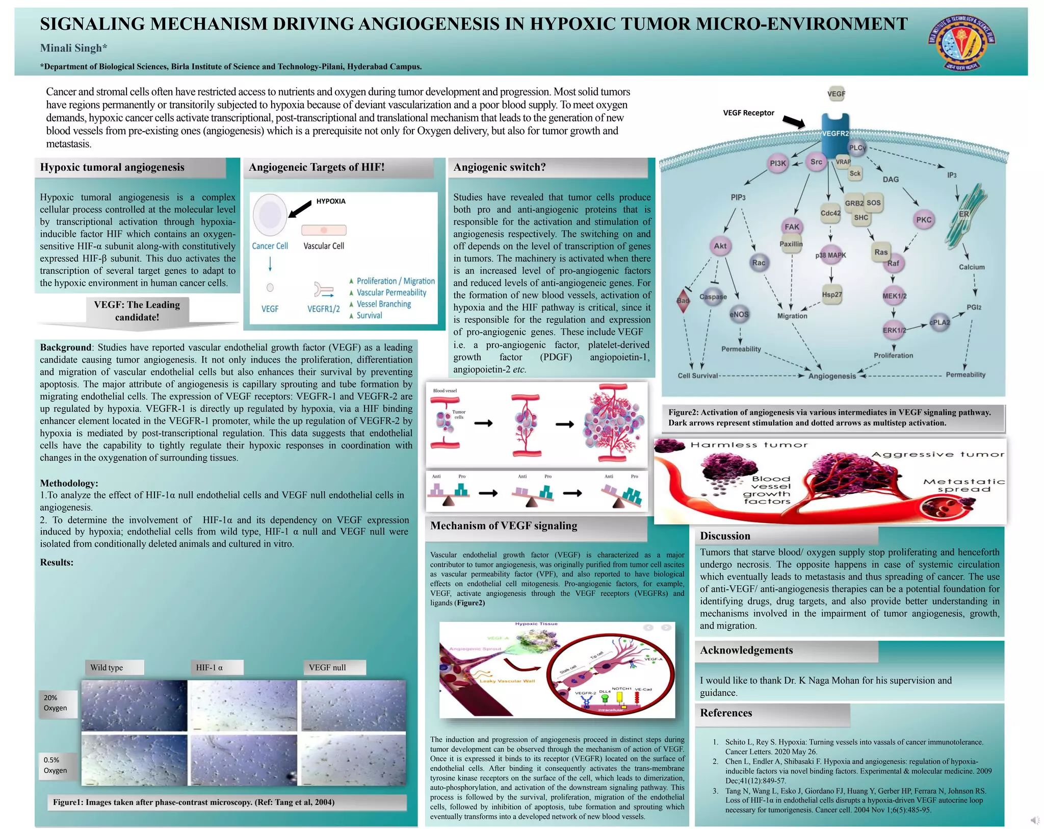 SIGNALING MECHANISM DRIVING ANGIOGENESIS IN HYPOXIC TUMOR MICRO ...