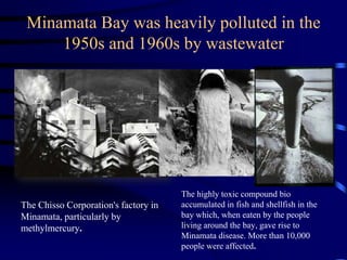 Minamata bay | PPT