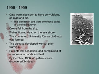 1956 - 1959
• Cats were also seen to have convulsions,
go mad and die.
– This disease in cats were commonly called
as dancing cat fever.
• Crows fell from the sky.
• Fishes floated dead on the sea shore.
• The Kumamoto University Research Group
was formed.
• The disease developed without prior
warning.
• Patients lost sensation, and complained of
numbness in hands and feet.
• By October, 1956, 40 patients were
discovered(14 dead).
 