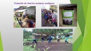 Promoción de Huertos escolares ecológicos
 