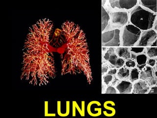 LUNGS

 