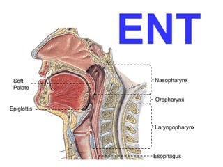 ENT
Soft
Palate

Nasopharynx
Oropharynx

Epiglottis
Laryngopharynx

Esophagus

 