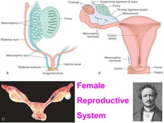 Female
Reproductive
System

 