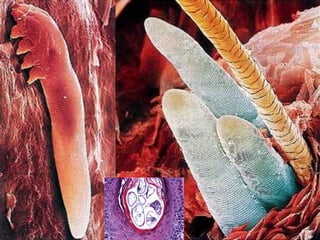 Minarcik robbins 2013_ch25-skin