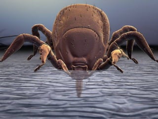 Minarcik robbins 2013_ch25-skin