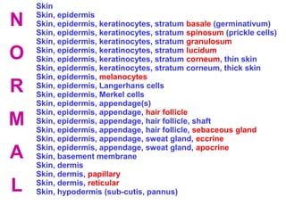 N
O
R
M
A
L

Skin
Skin, epidermis
Skin, epidermis, keratinocytes, stratum basale (germinativum)
Skin, epidermis, keratinocytes, stratum spinosum (prickle cells)
Skin, epidermis, keratinocytes, stratum granulosum
Skin, epidermis, keratinocytes, stratum lucidum
Skin, epidermis, keratinocytes, stratum corneum, thin skin
Skin, epidermis, keratinocytes, stratum corneum, thick skin
Skin, epidermis, melanocytes
Skin, epidermis, Langerhans cells
Skin, epidermis, Merkel cells
Skin, epidermis, appendage(s)
Skin, epidermis, appendage, hair follicle
Skin, epidermis, appendage, hair follicle, shaft
Skin, epidermis, appendage, hair follicle, sebaceous gland
Skin, epidermis, appendage, sweat gland, eccrine
Skin, epidermis, appendage, sweat gland, apocrine
Skin, basement membrane
Skin, dermis
Skin, dermis, papillary
Skin, dermis, reticular
Skin, hypodermis (sub-cutis, pannus)

 