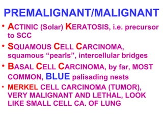 PREMALIGNANT/MALIGNANT
• ACTINIC (Solar) KERATOSIS, i.e. precursor
to SCC

• SQUAMOUS CELL CARCINOMA,

squamous “pearls”, intercellular bridges

• BASAL CELL CARCINOMA, by far, MOST
COMMON, BLUE palisading nests
• MERKEL CELL CARCINOMA (TUMOR),
VERY MALIGNANT AND LETHAL, LOOK
LIKE SMALL CELL CA. OF LUNG

 