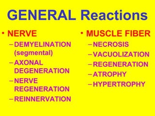 GENERAL Reactions
• NERVE
– DEMYELINATION
(segmental)
– AXONAL
DEGENERATION
– NERVE
REGENERATION
– REINNERVATION

• MUSCLE FIBER
– NECROSIS
– VACUOLIZATION
– REGENERATION
– ATROPHY
– HYPERTROPHY

 