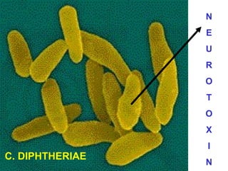 N
E
U
R
O
T
O
X

C. DIPHTHERIAE

I
N

 