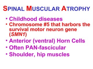 SPINAL MUSCULAR ATROPHY
• Childhood diseases

• Chromosome #5 that harbors the
survival motor neuron gene
(SMN1)

• Anterior (ventral) Horn Cells
• Often PAN-fascicular
• Shoulder, hip muscles

 