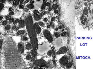 PARKING
LOT

MITOCH.

 