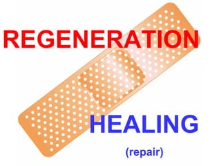 REGENERATION
HEALING
(repair)

 