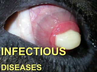 INFECTIOUS
DISEASES

 