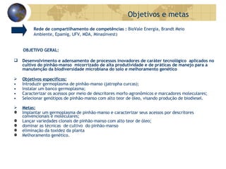 Rede de compartilhamento de competências :  BioVale Energia, Brandt Meio  Ambiente, Epamig, UFV, MDA, MinasInvest) OBJETIVO GERAL: Desenvolvimento e adensamento de processos inovadores de caráter tecnológico  aplicados no cultivo do pinhão-manso  micorrizado de alta produtividade e de práticas de manejo para a manutenção da biodiversidade microbiana do solo e melhoramento genético  Objetivos específicos: • Introduzir germoplasma de pinhão-manso (jatropha curcas); • Instalar um banco germoplasma; • Caracterizar os acessos por meio de descritores morfo-agronômicos e marcadores moleculares; • Selecionar genótipos de pinhão-manso com alto teor de óleo, visando produção de biodiesel. Metas: Implantar um germoplasma de pinhão-manso e caracterizar seus acessos por descritores convencionais e moleculares; Lançar variedades clonais de pinhão-manso com alto teor de óleo; dominar as técnicas  de cultivo  do pinhão-manso  eliminação da toxidez da planta Melhoramento genético. Objetivos e metas 