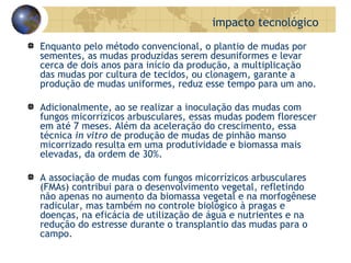 Enquanto pelo método convencional, o plantio de mudas por sementes, as mudas produzidas serem desuniformes e levar cerca de dois anos para início da produção, a multiplicação das mudas por cultura de tecidos, ou clonagem, garante a produção de mudas uniformes, reduz esse tempo para um ano.  Adicionalmente, ao se realizar a inoculação das mudas com fungos micorrízicos arbusculares, essas mudas podem florescer em até 7 meses. Além da aceleração do crescimento, essa técnica  in vitro  de produção de mudas de pinhão manso micorrizado resulta em uma produtividade e biomassa mais elevadas, da ordem de 30%.  A associação de mudas com fungos micorrízicos arbusculares (FMAs) contribui para o desenvolvimento vegetal, refletindo não apenas no aumento da biomassa vegetal e na morfogênese radicular, mas também no controle biológico à pragas e doenças, na eficácia de utilização de água e nutrientes e na redução do estresse durante o transplantio das mudas para o campo. impacto tecnológico 