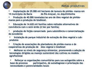 Metas produtivas Implantação de 29.000 mil hectares de lavoura de  pinhão- manso  em 14 municípios da Bacia  do Rio Araçuaí, no Jequitinhonha Produção de 40.000 toneladas/ao ano de óleo vegetal de pinhão-manso para a   produção de biodiesel. Instalação de parque industrial de extração de óleo vegetal  e sub-produtos Criação de associações de plantadores de  pinhão-manso  e de   cooperativas de produção de  óleo vegetal e biodiesel M elhorar os níveis de segurança alimentar, promovendo a adoção de tecnologias   dirigidas ao manejo sustentável dos cultivos no modelo agroflorestal Educação de 14.620 mil famílias sobre métodos alternativos de convivência com o semi-árido (2 hec por família) produção de feijão  consorciado  para subsistência e comercialização do excedente Reforçar as organizações comunitárias para sua autogestão sobre a base do processo  participativo, de autodiagnose e priorização das necessidades e potencialidades locais 