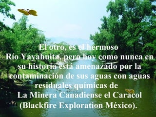 El otro, es el hermoso
Río Yayahuita, pero hoy como nunca en
   su historia está amenazado por la
 contaminación de sus aguas con aguas
        residuales químicas de
   La Minera Canadiense el Caracol
    (Blackfire Exploration México).
 