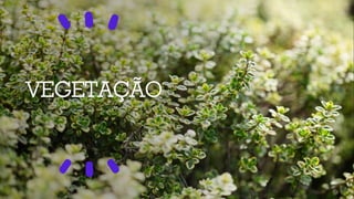 VEGETAÇÃO
 