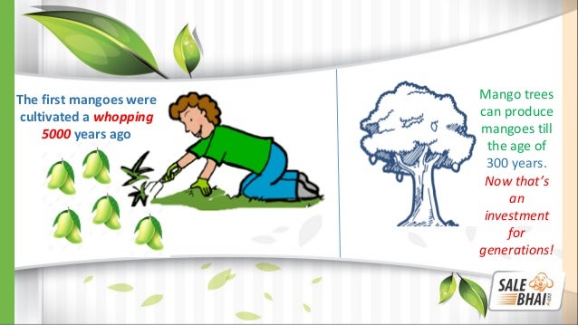 Mind-Blowing Facts About Mangoes