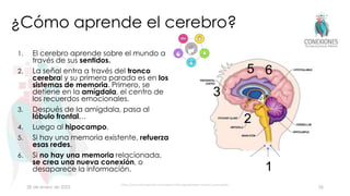 ¿Cómo aprende el cerebro?
1. El cerebro aprende sobre el mundo a
través de sus sentidos.
2. La señal entra a través del tronco
cerebral y su primera parada es en los
sistemas de memoria. Primero, se
detiene en la amígdala, el centro de
los recuerdos emocionales.
3. Después de la amígdala, pasa al
lóbulo frontal…
4. Luego al hipocampo.
5. Si hay una memoria existente, refuerza
esas redes.
6. Si no hay una memoria relacionada,
se crea una nueva conexión, o
desaparece la información.
28 de enero de 2023
https://www.istockphoto.com/search/2/image?phrase=sensory+perception
26
1
2
3
4
5 6
 